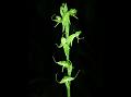 Two-Leaved Habenaria